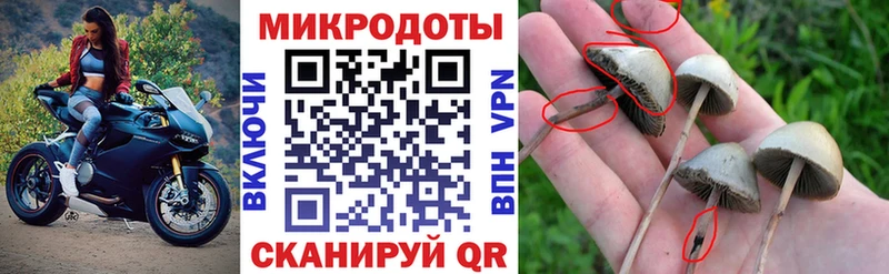 закладки  Кудрово  Галлюциногенные грибы Psilocybine cubensis 